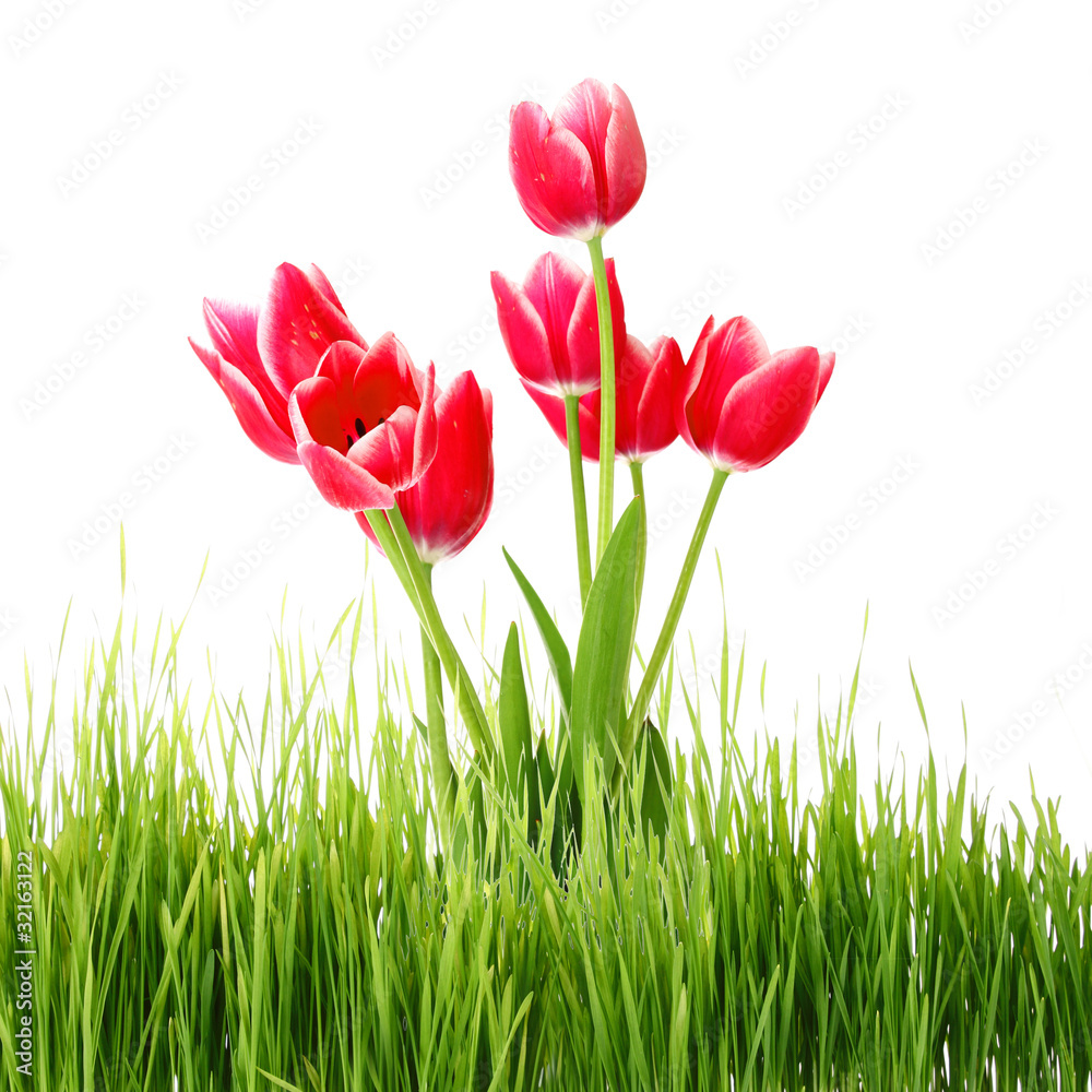 Red tulips in green grass isolated on white Red tulips in green grass isolated on white