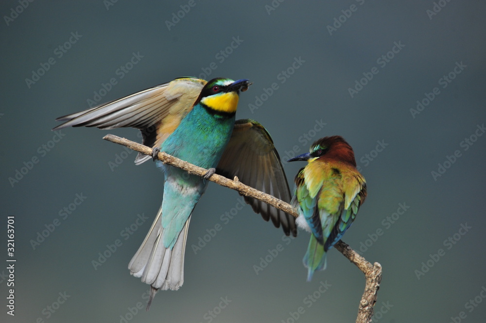 Fototapeta premium Bee-eater, Merops apiaster - the marriage period