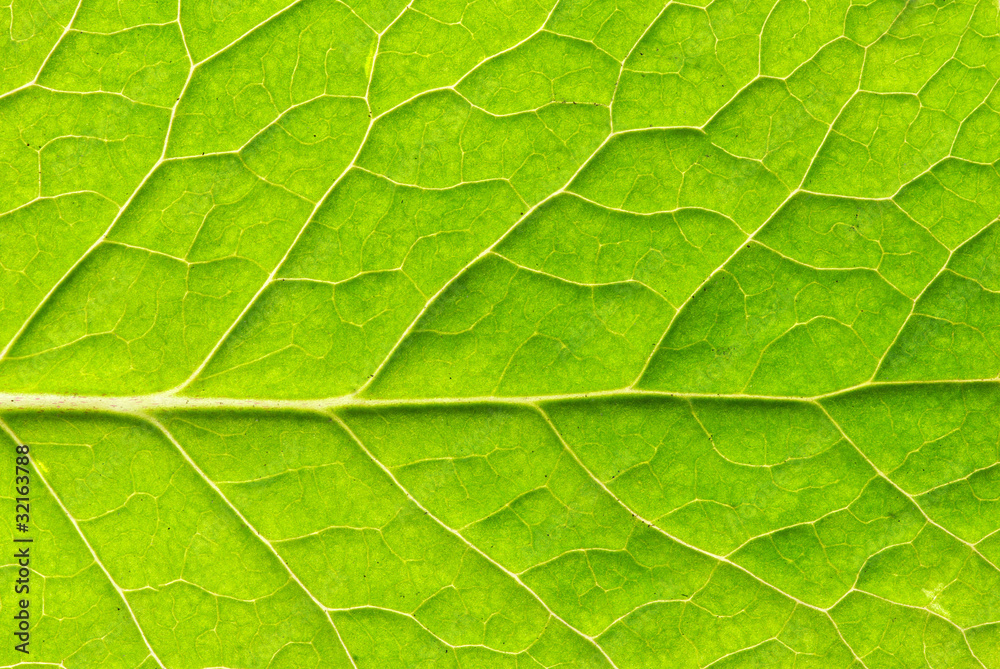 leaf texture leaf texture