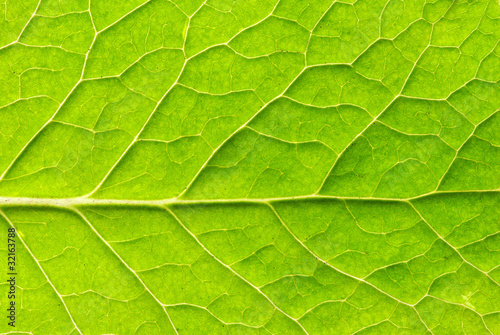 leaf texture