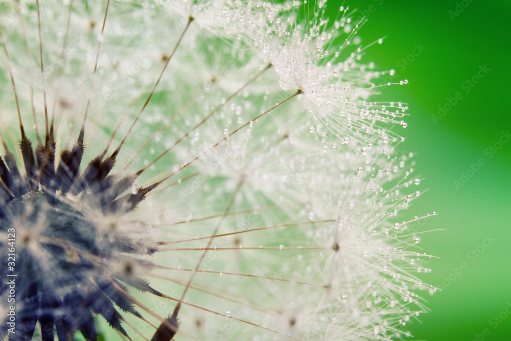 Obraz premium Close-up of wet dandelion seed with drops