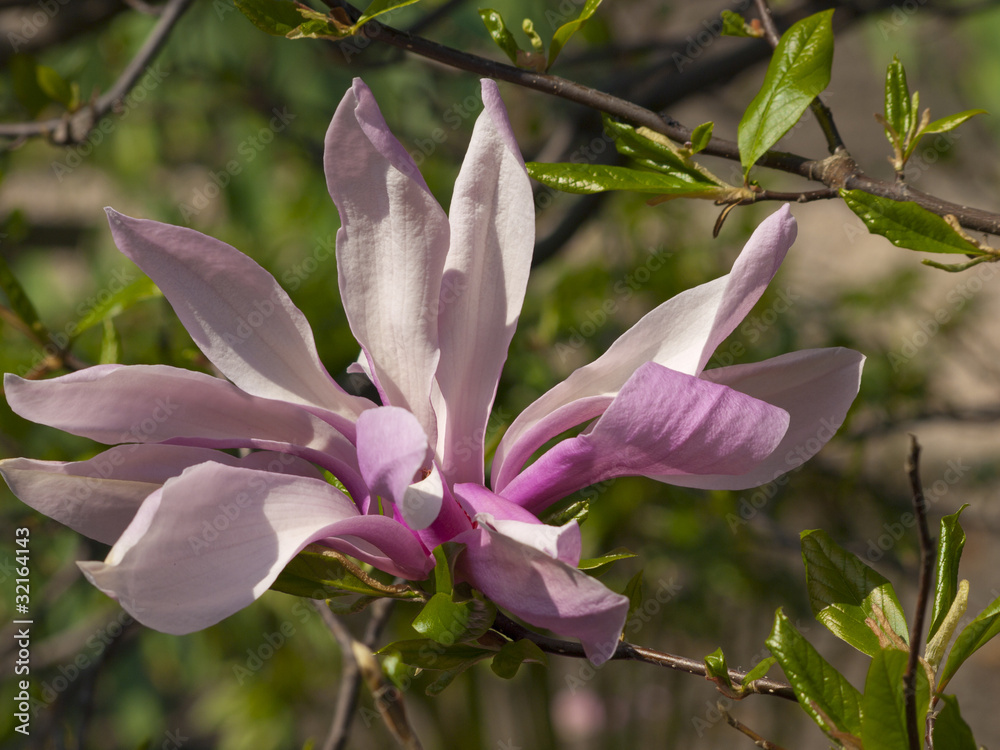 magnolia magnolia