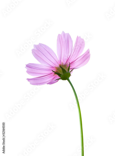 Cosmos flower