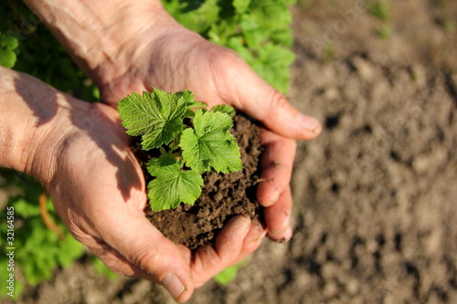 Obraz na plátně Hands holding seedling