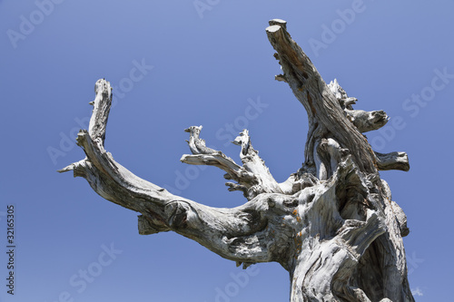 ramas secas de sabina
