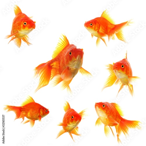 goldfish collection