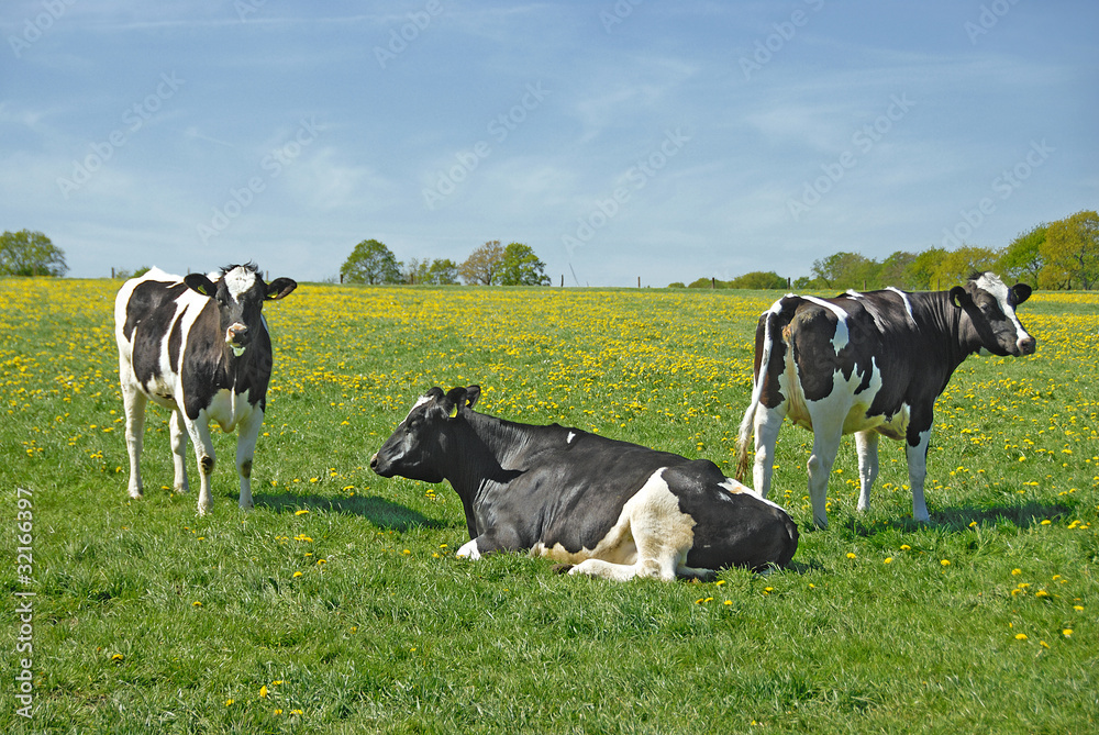 Drei Schwarzbunte auf der Weide 061