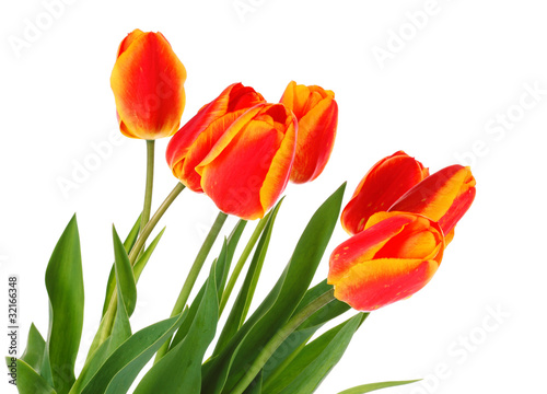 Red tulips on white background