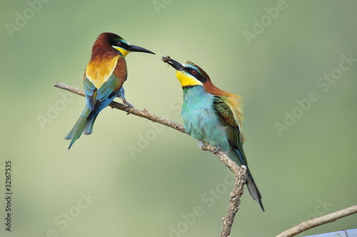 Bee-eater,the marriage between