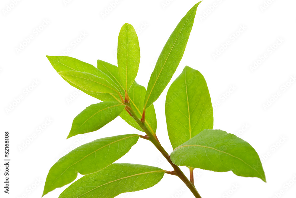 Small laurel tree