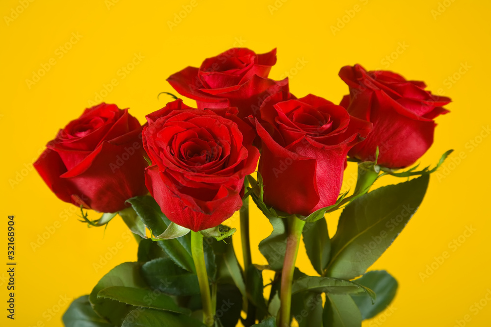roses on yellow background