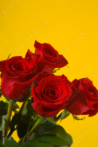 scarlet roses