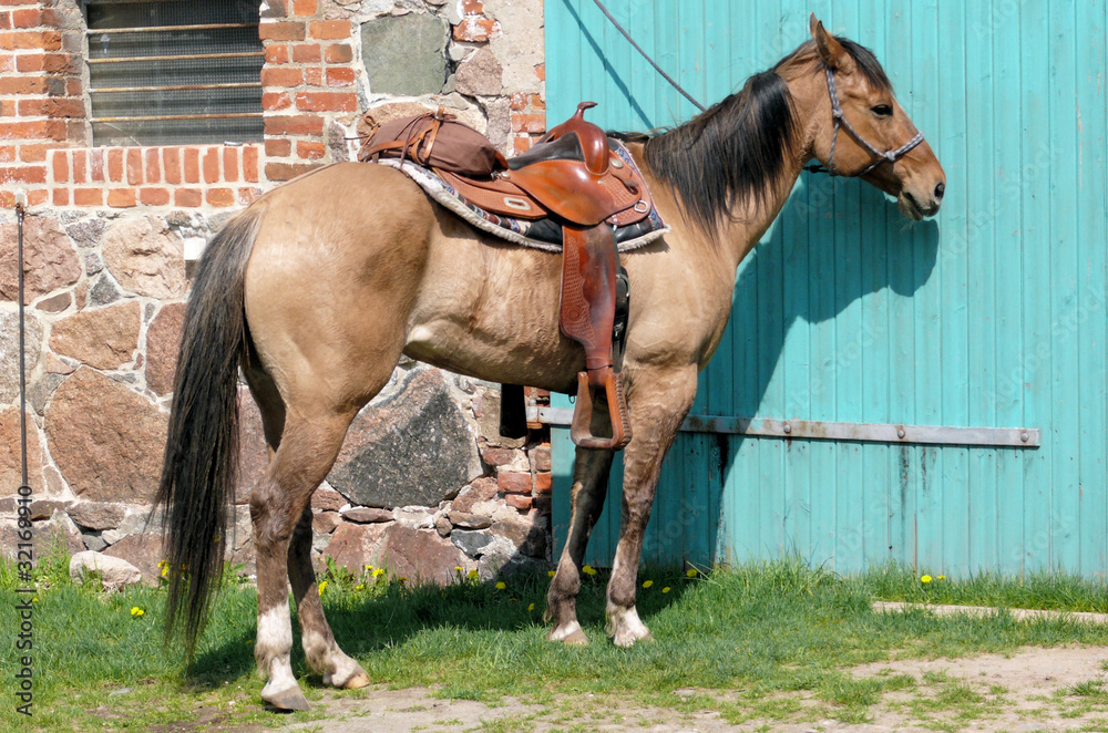 Obraz premium Pferd Equidae