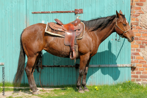 Pferd Equidae photo