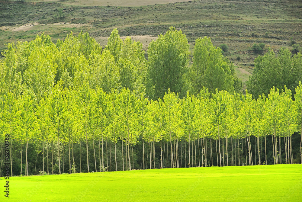 Obraz premium Pappelwald - populus forest 08