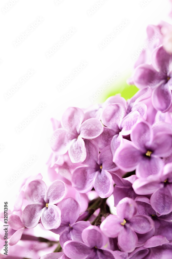 Spring Lilac