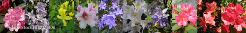 Azalie i rododendrony © bnorbert3