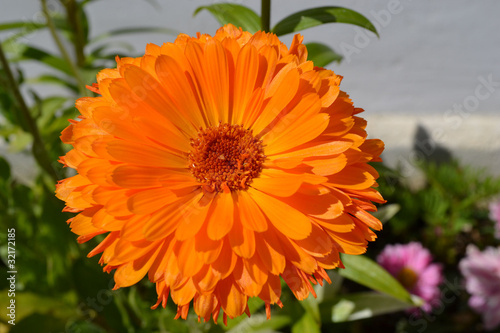 Soucis,fleur orange photo