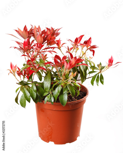 flowers in the pot