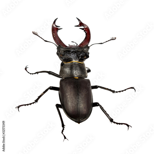 A male stag beetle, isolated on a white background