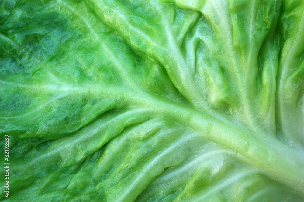 Cabbage. Cabbage.