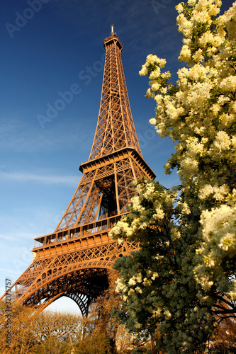 Eiffel Tower with blossoming tree in Paris, France #32175757
