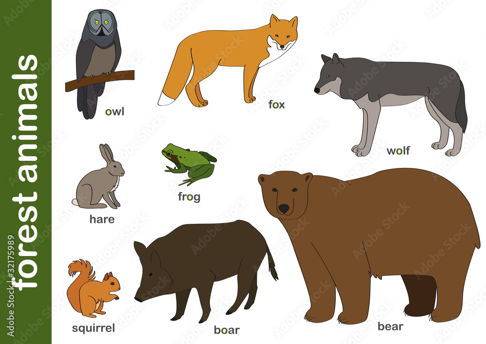 zwierzęta leśne / forest animals