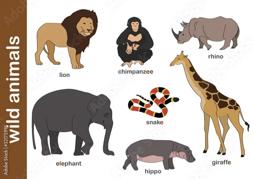 Obraz dzikie zwierzęta /  wild animals