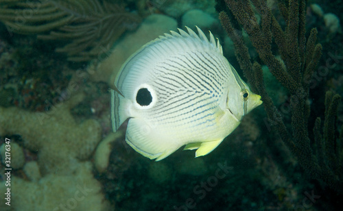 Four eyed Butterflyfish picture taken in south east Florida.