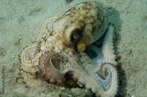 Common Octupus, picture taken in Palm Beach County, Florida.
