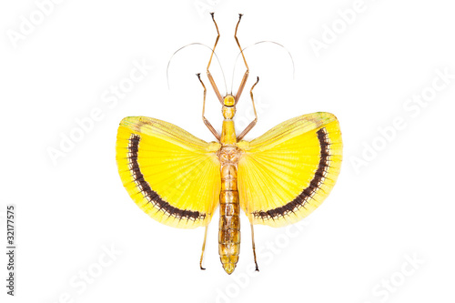 Yellow beetle Tagesoidea nigrofasciata isolated photo