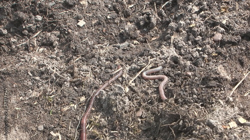 Earthworm crawling on the ground.