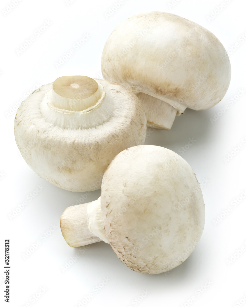white mushroom white mushroom