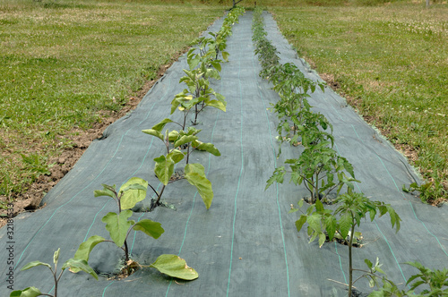 plant de tomate et d'aubergines sur bâche