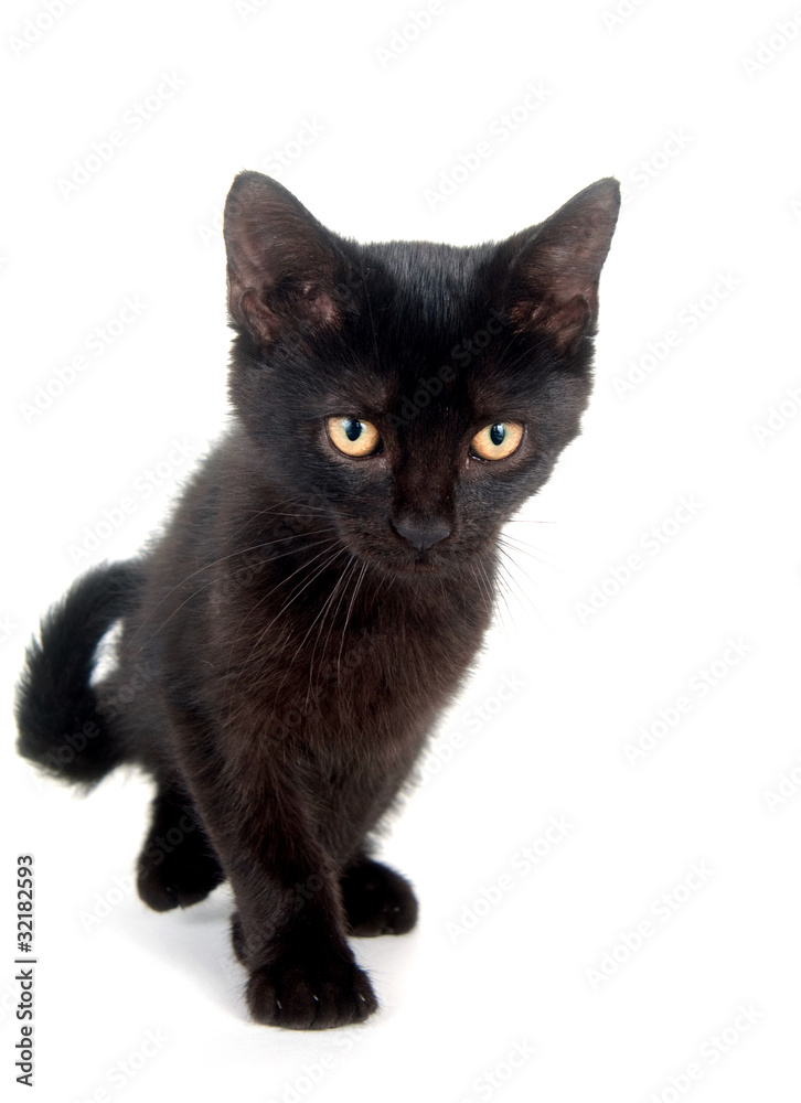 Cute black kitten on white