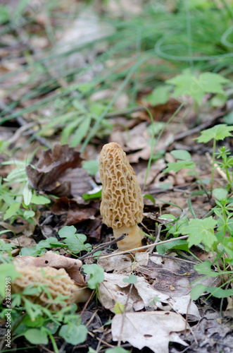 Yellow morel