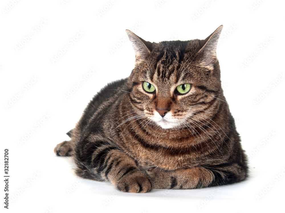 Cute adult tabby cat