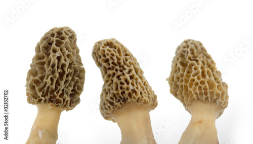 Three yellow morel mushrooms