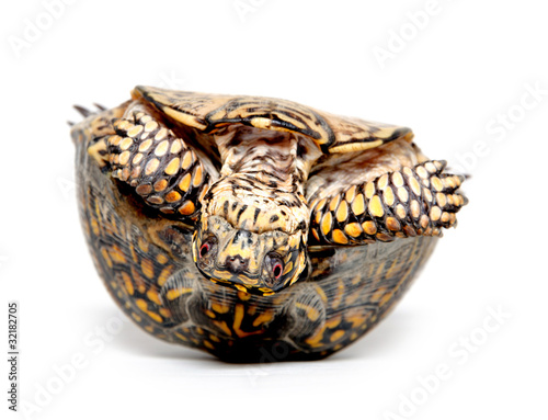 Box turtle upside down