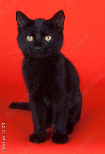 Black cat on red background