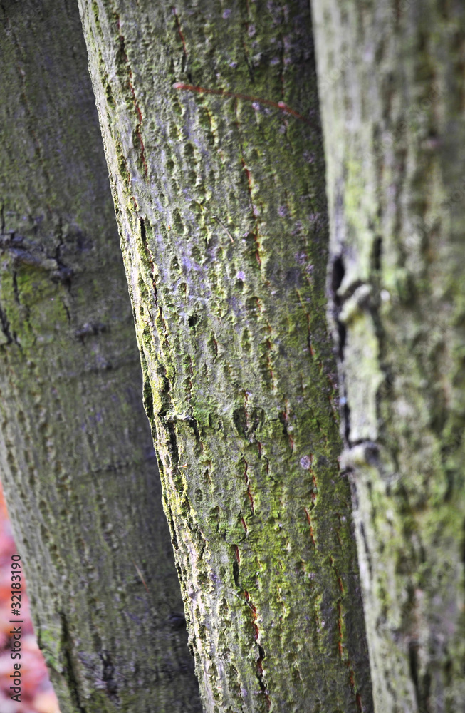 Obraz premium Trunks