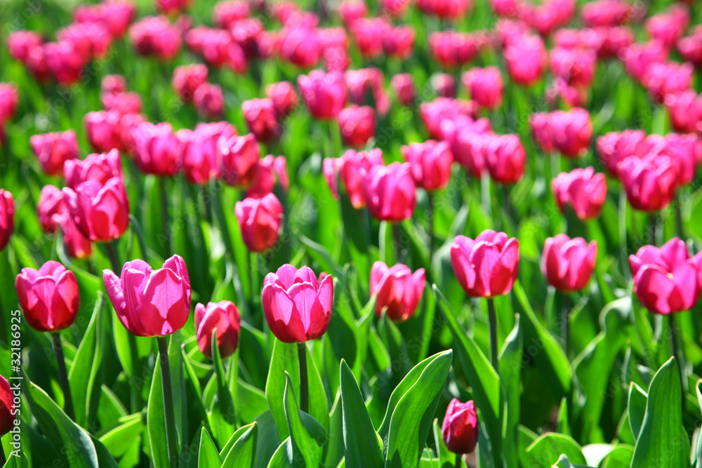 Field of pink tulips in sunlight