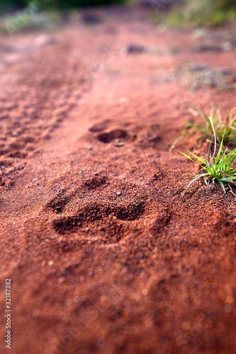 Leopard Tracks