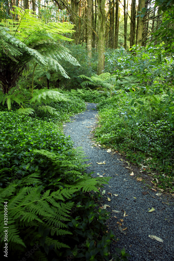 Forest trail Forest trail