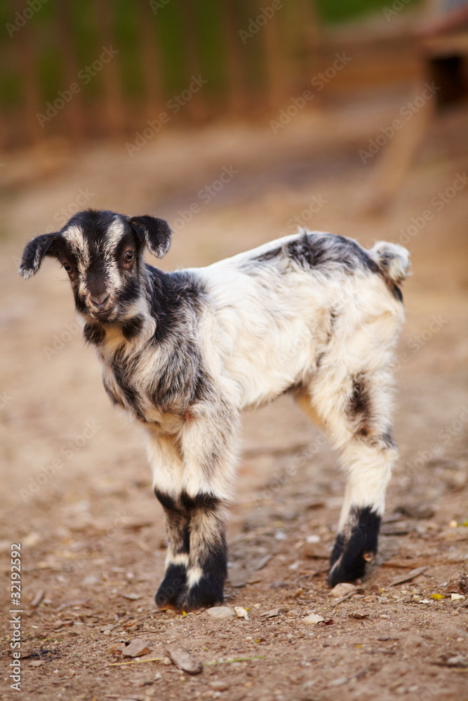 Obraz premium Baby goat