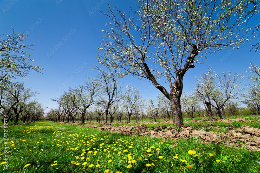 Orchard with blooming plum trees