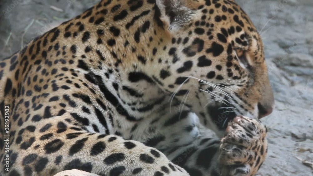 jaguar jaguar