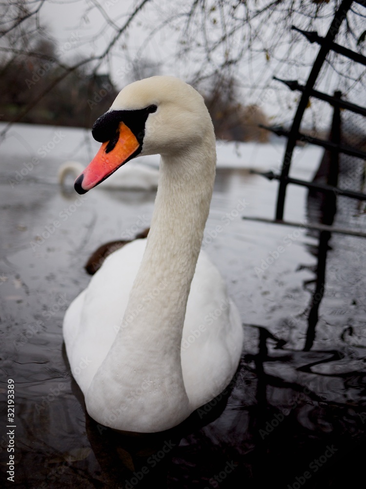Obraz premium swan in lake