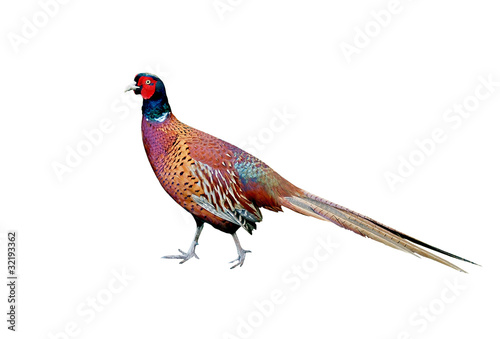 Obraz na plátně Beautiful Cock Pheasant