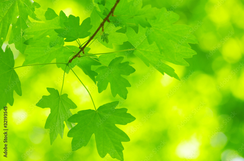 green leaves